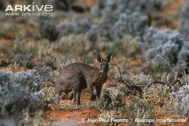 Common-wallaroo-subspecies-erubescens-in-arid-habitat.jpg