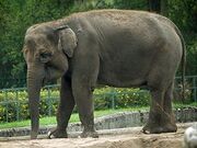 Elephant, sumatran (Elephas maximus sumatranus).jpg