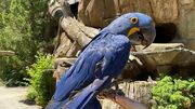 Hyacinth Macaw.jpg