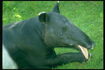 Malayan Tapir (Asia)