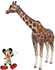 Reticulated Giraffe (Giraffa reticulata)