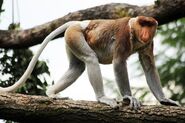 Proboscis Monkey as Southern Elephant Seal