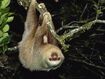 Hoffmann's Two-Toed Sloth