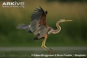 Purple-heron-coming-into-land.jpg