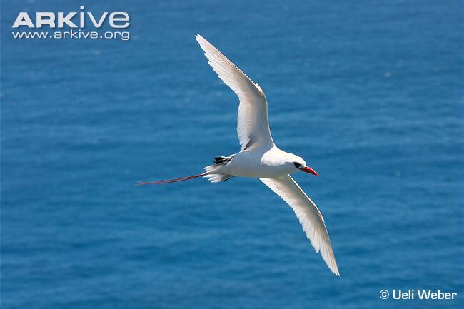 red tailed tropicbird