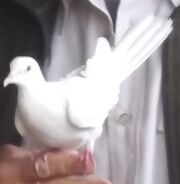 White Release Dove.jpg