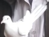 White Release Dove