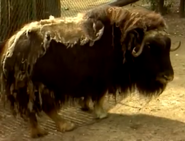 Animal Atlas Muskox