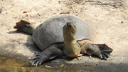 Chinese softshell turtle.jpg