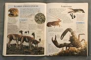 DK Encyclopedia Of Animals (108)