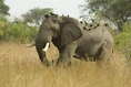 Elephants and Oxpeckers.jpg (8 KB)