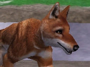 Ethiopian-wolf-zootycoon2018