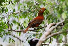 Female-Andean-cock-of-the-rock.jpg
