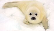 Harp seal pup