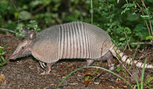 Nine-banded Armadillo.jpg