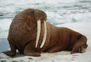 Pacific Walrus as Seal