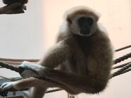 White-handed Gibbon