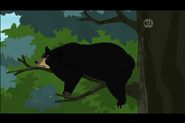 Eastern Black Bear