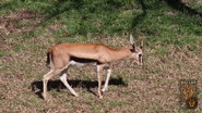 Serengeti Thomson's Gazelle as Skye