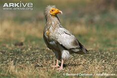 Egyptian-vulture-on-ground.jpg
