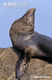 Fur Seal, South American