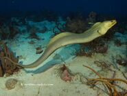 Green Moray