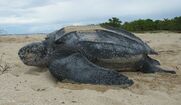 Leatherback sea turtle.jpg