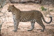 African Leopard as Sedusa