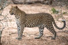 Leopard, African.jpg
