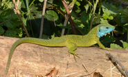 Lizard, European Green