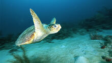 Loggerhead-sea-turtle-swimming-underwater.jpg
