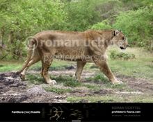 Panthera fossilis 2012-738x591.jpg