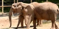 Seneca Park Zoo Elephants.png (2.77 MB)