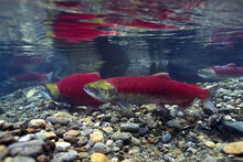 SockeyeSalmon-11.jpg