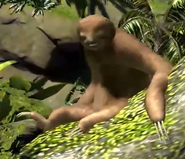 Southern-two-toed-sloth-zootycoon3