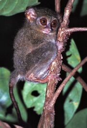 Spectral tarsier.jpg