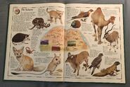 The Animal Atlas (14)