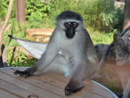 Vervet Monkey