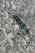 Emerald Cockroach Wasp