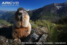 Alpine-marmot-feeding.jpg
