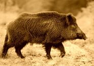 Wild Boar