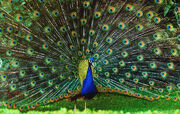 Indian peafowl