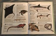 Macmillan Animal Encyclopedia for Children (42)