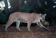 Florida Panther as Siats