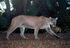 Florida Panther as Siats