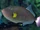 Pinktail Triggerfish
