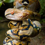 Python, Reticulated (V2)