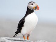 Atlantic Puffin as Dorothy Dory