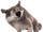 Janus