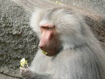 Baboon, Hamadryas.jpg